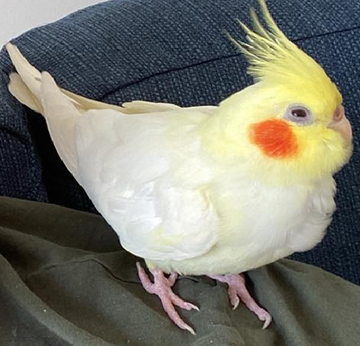 寻找熟识宠物芯片 (Find Familiar Chip)