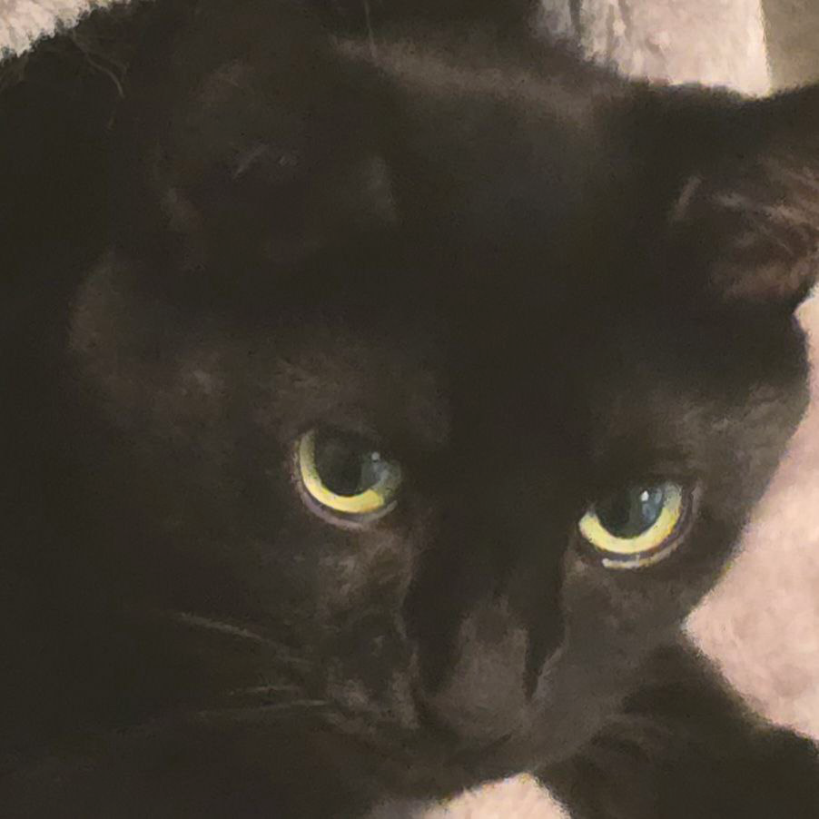 Kira的神奇猫咪戒指 (Kira’s Ring of Feline Wonder)