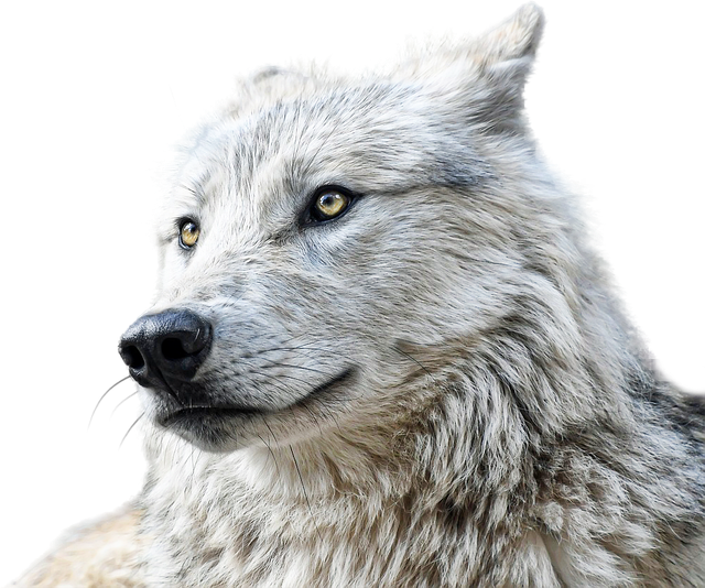 孤狼（轻量版） (Lone Wolf (Light Edition))